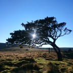 High Force, Low Force and the mechanical Swan